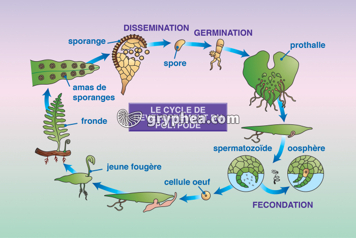 Polypode (Polypodium vulgare) - Cycle vital - gryphea.com